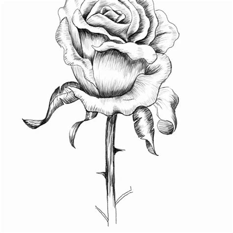 roses drawing|More.